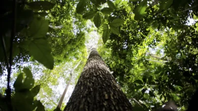 Crédito de carbono na Amazônia Legal pode gerar mais de US$ 10 bilhões até 2030